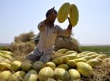 برداشت خربزه در دامغان، ۱۸۰ هکتار از جالیزهای دامغان زیر کشت خربزه است