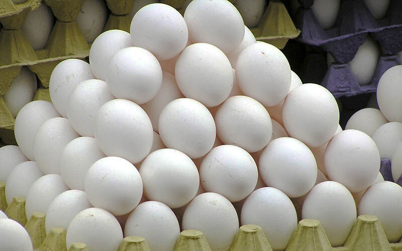 ضرورت تکمیل زنجیره تولید واحدهای تولید تخم مرغ در شهرستان ویژه مراغه