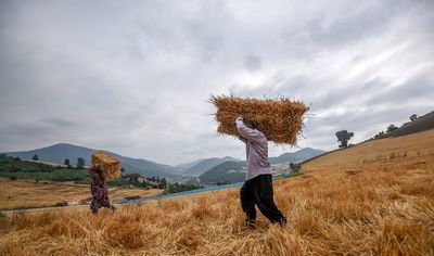 ۶۱۳ هزارو ۵۲۵ تن گندم در راه سیلوهای کردستان