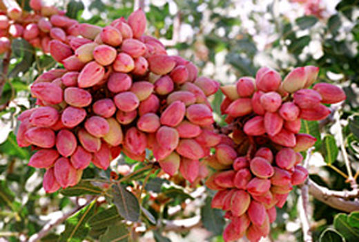 سرمای بهاری تولید پسته را کاهش داد