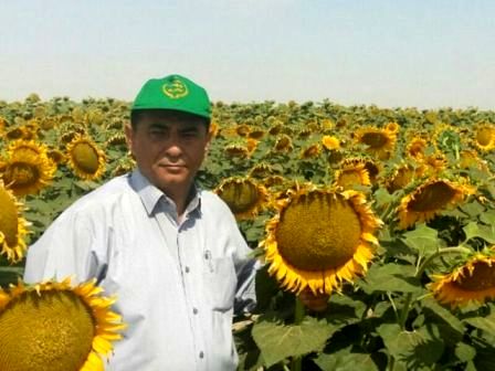 توسعه کشت آفتابگردان در گلستان