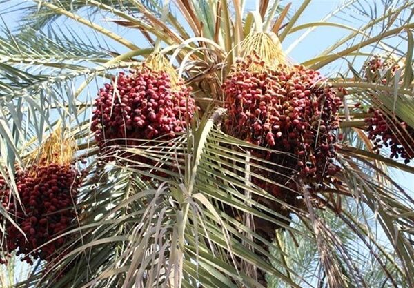 اصلاح و بومی شدن نخیلات  شهرستان طبس با استفاده از پاجوش