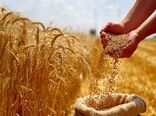 آغاز پرداخت مطالبات گندم‌کاران/ بخش نخست مطالبات به حساب کشاورزان واریز شد