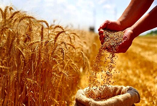 آغاز پرداخت مطالبات گندم‌کاران/ بخش نخست مطالبات به حساب کشاورزان واریز شد
