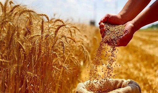 آغاز پرداخت مطالبات گندم‌کاران/ بخش نخست مطالبات به حساب کشاورزان واریز شد