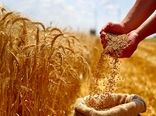 آغاز پرداخت مطالبات گندم‌کاران/ بخش نخست مطالبات به حساب کشاورزان واریز شد