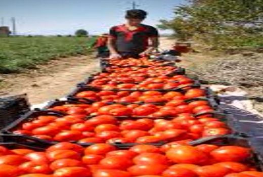 ۷ هزار هکتار از اراضی استان کرمانشاه زیر کشت گوجه فرنگی قرار گرفت 