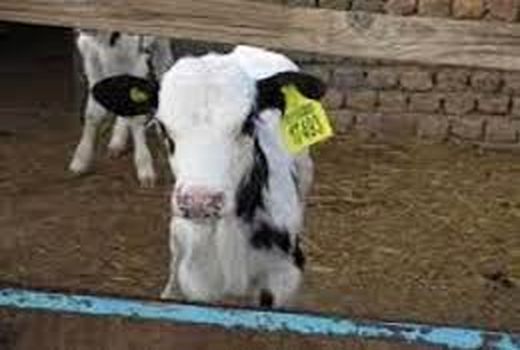 20 درصد دام های مازندران هویت دار شدند