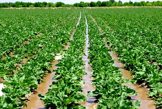 کشت چغندر علوفه‌ای در دشتستان افزایش می‌یابد