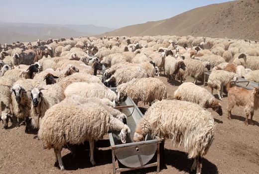 تامین آب شرب ۲۰ هزار راس دام عشایر خوی در میانبندها با تانکرهای سیار