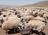 تامین آب شرب ۲۰ هزار راس دام عشایر خوی در میانبندها با تانکرهای سیار