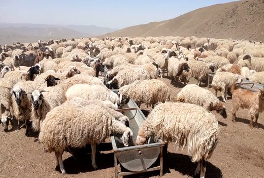 تامین آب شرب ۲۰ هزار راس دام عشایر خوی در میانبندها با تانکرهای سیار