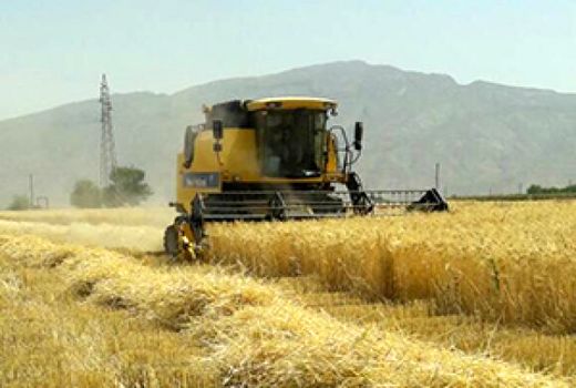 آغاز کشت پاییزه گندم در ۹۰۰۰ هکتار عرصه‌های زراعی یزد