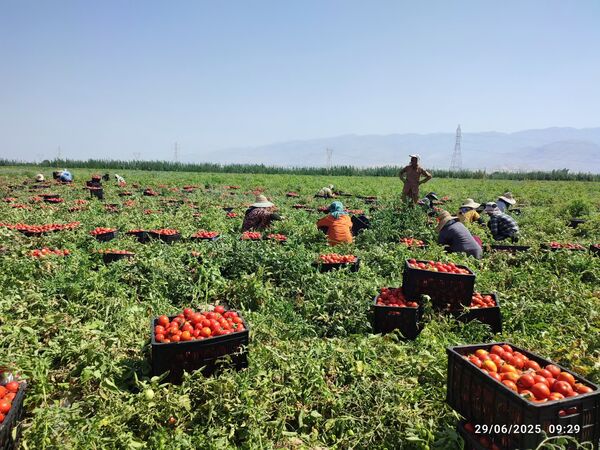 تولید بیش از 200 هزار تن گوجه فرنگی در کازرون