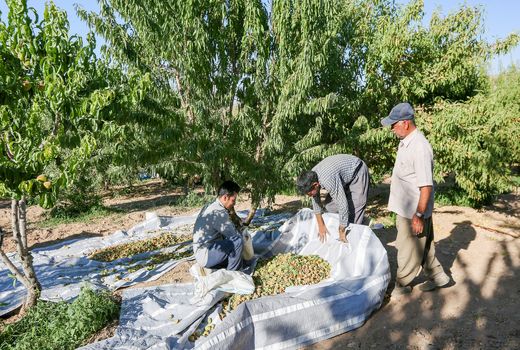 فرآوری بادام اقتصاد چهارمحال و بختیاری را متحول می‌کند
