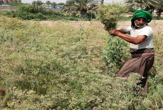 آغاز برداشت رازیانه در کارون