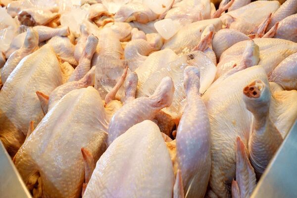 تولید 2 هزار و 600 تن گوشت سفید در فیروزآباد