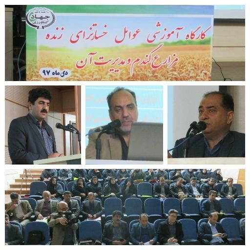 برگزاری کارگاه آموزشی عوامل خسارتزای زنده مزارع گندم