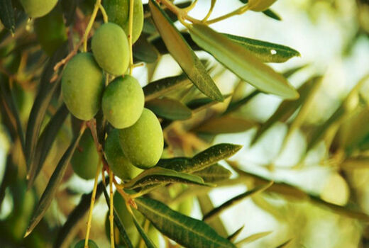 برداشت زیتون در شهرستان نهبندان