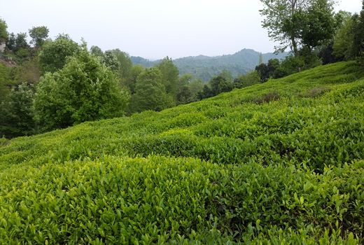 احیای حدود 1700 هکتار از باغات چای گیلان و مازندران در سال گذشته            