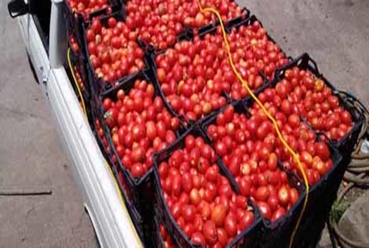 شیوع کرونا موجب کاهش صادرات گوجه فرنگی از اصفهان شد