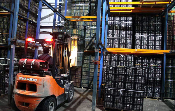 سیب‌های کشاورزان سلماس در سردخانه‌ها 