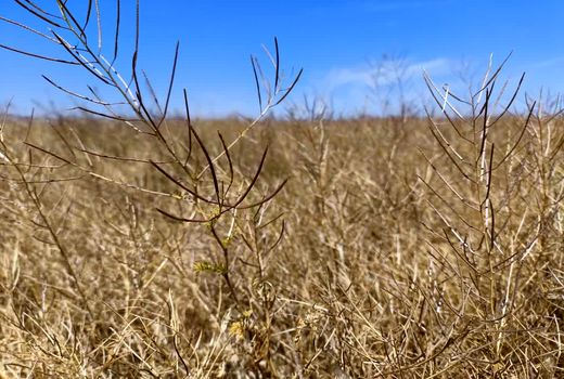 آغاز برداشت گیاهان داروئی دیم در شهرستان بیضا