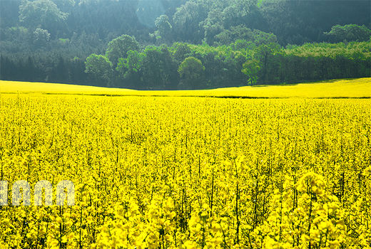 ۳۳۰ هزار تن دانه کلزا از کشاورزان خریداری شد