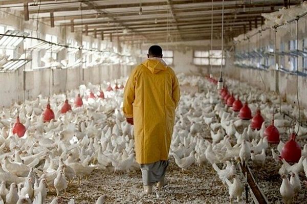 «نوی‌پو» بانک کشاورزی چگونه گره نقدینگی دامداران و مرغداران را باز می‌کند؟