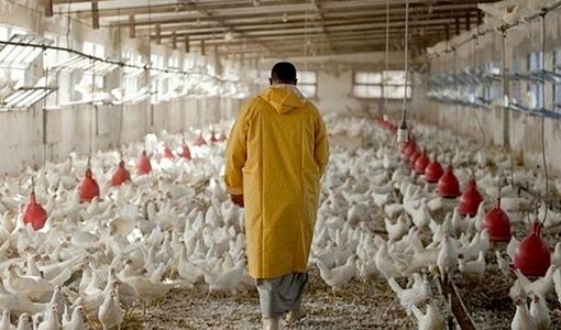 «نوی‌پو» بانک کشاورزی چگونه گره نقدینگی دامداران و مرغداران را باز می‌کند؟