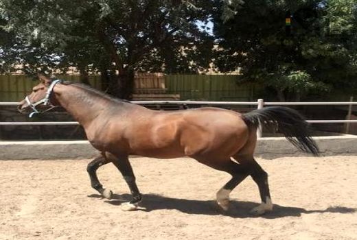 اسب‌های استان بوشهر با میکروچیپ هویت‌گذاری می‌شوند