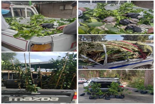 توقف 5 محموله نهال  فاقد مجوز در پست قرنطینه ای شهرستان راور