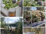 توقف 5 محموله نهال  فاقد مجوز در پست قرنطینه ای شهرستان راور