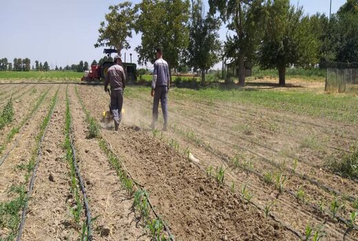اجرای طرح انتخاب مشارکتی ارقام ذرت علوفه‌ای در اسلامشهر