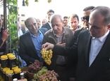 تولید انگور آذربایجان شرقی در سال جاری به بیش از ۳۳۰ هزار تن می‌رسد