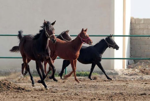 ساماندهی صنعت پرورش اسب در استان البرز با تشکیل تعاونی اسب داران ساوجبلاغ