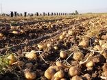 استان چهارمحال و بختیاری جزو پنج استان برتر کشور از نظر تولید سیب‌زمینی بذری