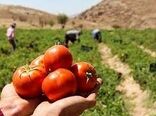 کاهش سطح زیرکشت گوجه فرنگی در خراسان شمالی طی امسال