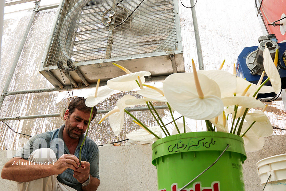 گلخانه شهاب گل خمین 