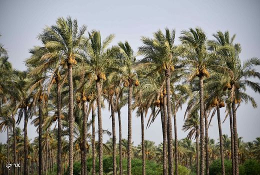 نخل‌های تشنه دشتستان، قطره‌ قطره سیراب می‌شوند 