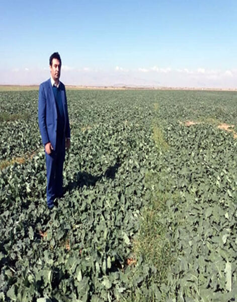 سطح زیر کشت کلزا در بخش خسروشاه شهرستان تبریز حدود 419 هکتار است