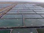 ایجاد بستر سرمایه‌گذاری کلان در پرورش میگو با بازنگری قوانین / گسترش سایت های پرورش میگو راهکاری برای ارزآوری است
