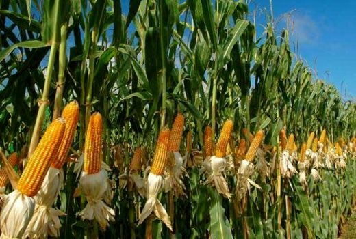 آغاز برداشت ذرت علوفه‌ای از سطح 9277 هکتار از مزارع آذربایجان غربی