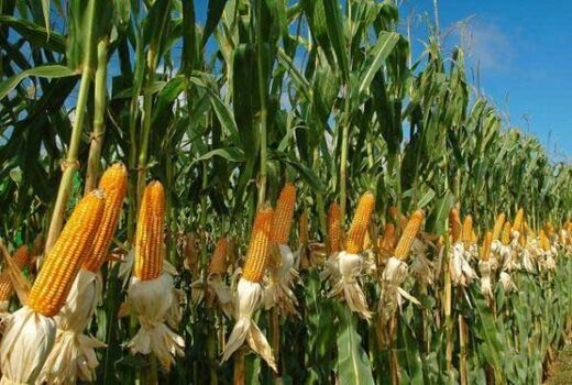 آغاز برداشت ذرت علوفه‌ای از سطح 9277 هکتار از مزارع آذربایجان غربی