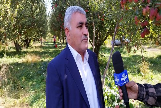 بیش از ۶۵ هزار بهره‌بردار در باغات سیب درختی آذربایجان غربی فعالیت دارند 