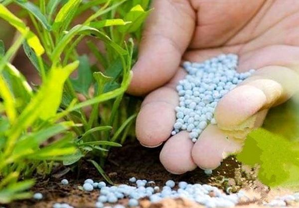 توزیع 650تن کود شیمیایی در نیریز