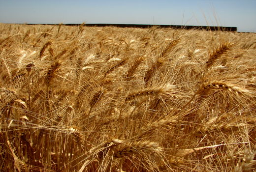 هدف گذاری برای تولید ۳۲۰ هزار تن گندم در سال زراعی جدید در استان قزوین