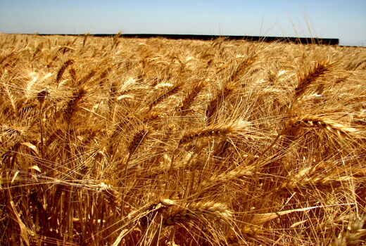 هدف گذاری برای تولید ۳۲۰ هزار تن گندم در سال زراعی جدید در استان قزوین
