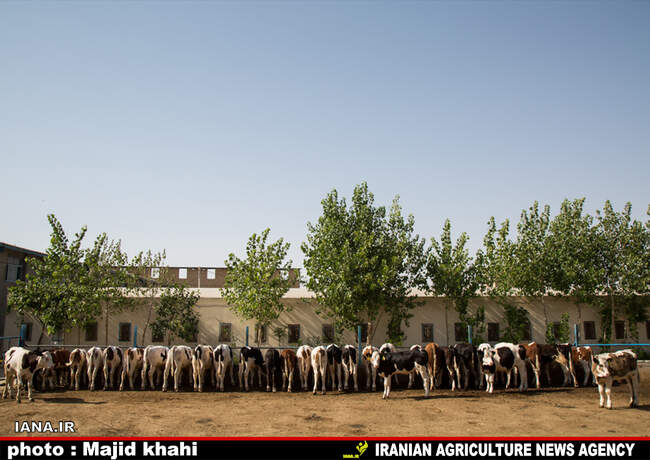 دامپروی