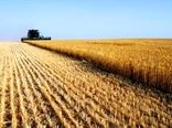 پیش بینی برداشت 150 هزار تن جو از مزارع استان 